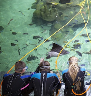 Participants gear up for the in-water coral reef encounter to hand feed a variety of reef dwelling fish, rays and even sharks, through a specially devised access area in the tank wall. Images: Bob Care 